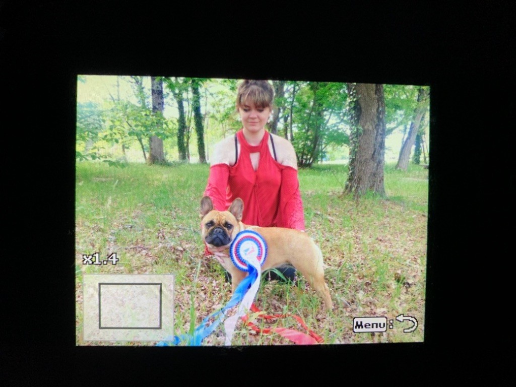 CH. Roxy Shamrock Cottage - Classse intermédiaire 1er exc CACS