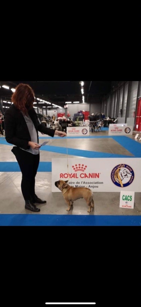 CH. Roxy Shamrock Cottage - 1er exc classe intermédiaire CACS