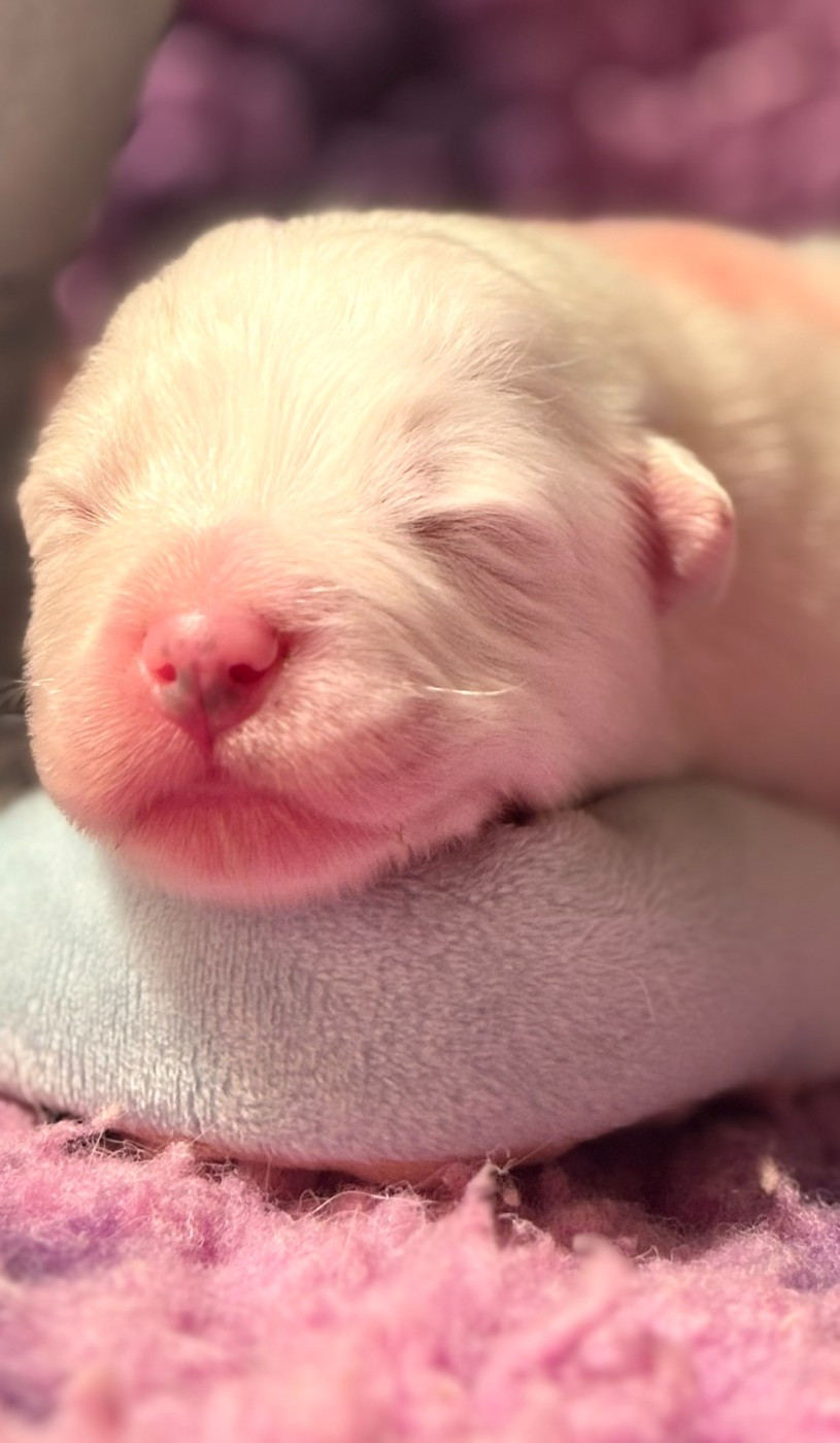 MME ROUGE - Samoyède