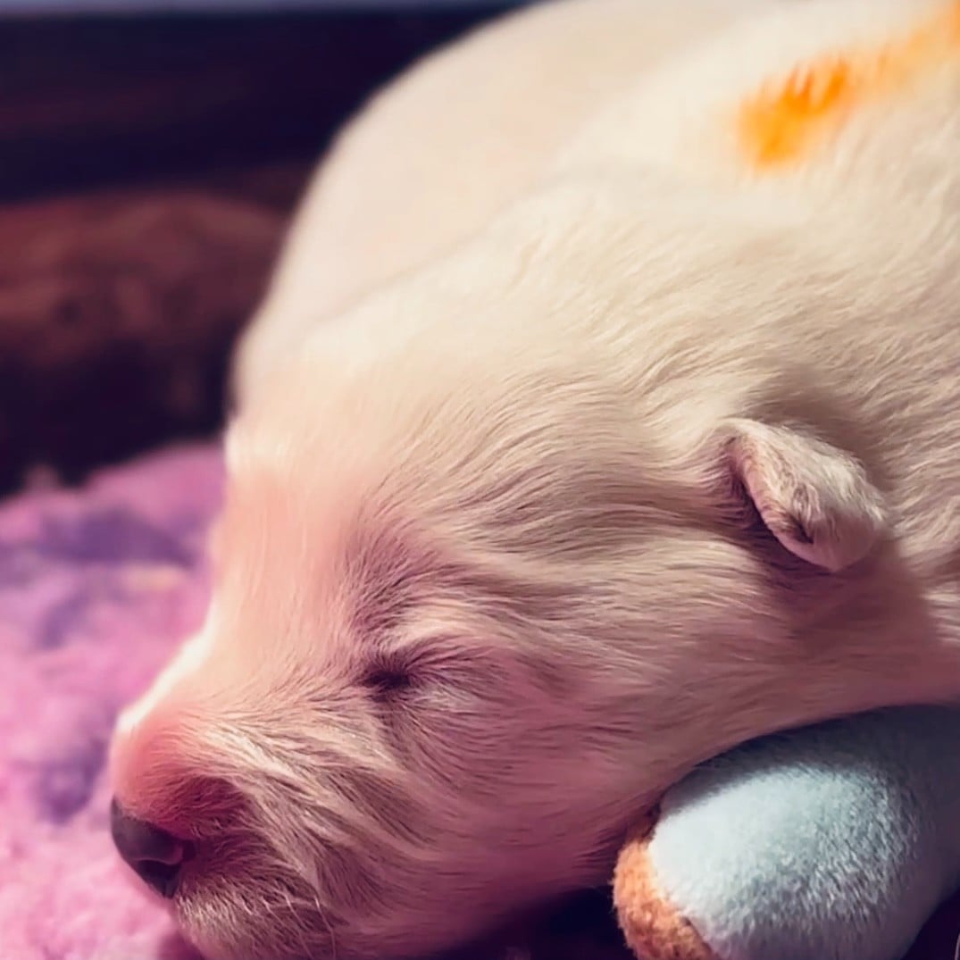 MME ORANGE - Samoyède