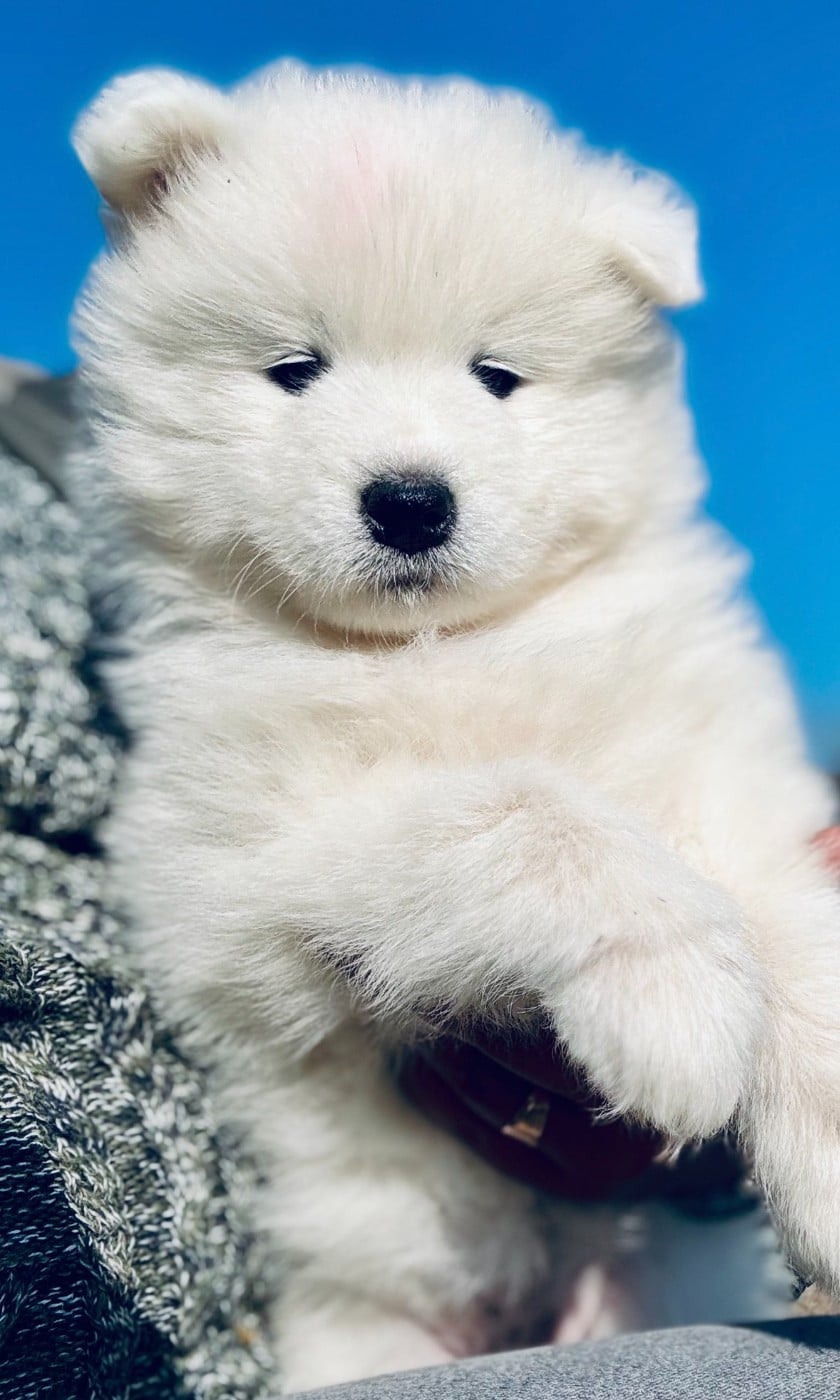 Mme ROUGE - Samoyède