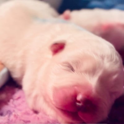 Les chiots de Samoyède