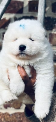 Les chiots de Samoyède