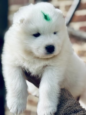 Les chiots de Samoyède