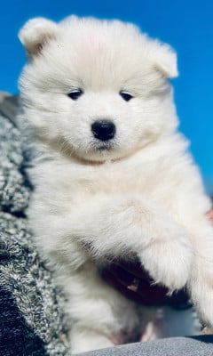 Les chiots de Samoyède