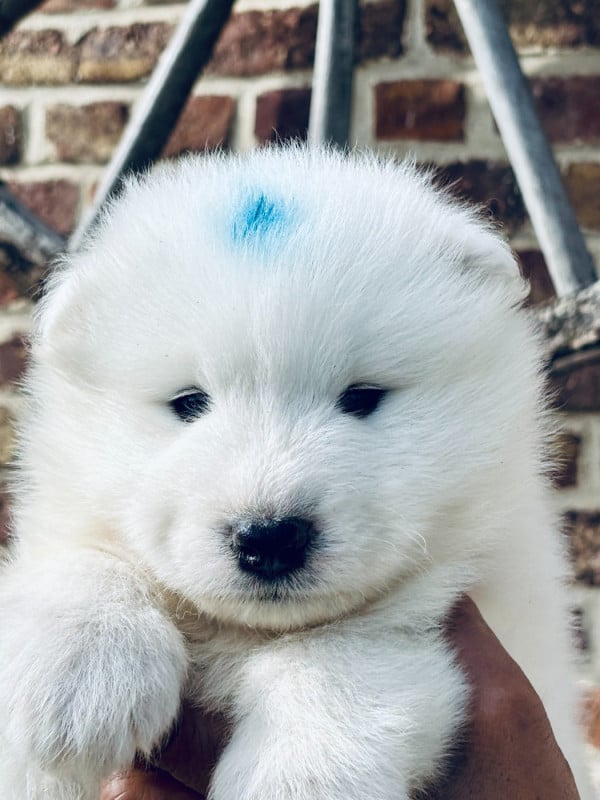 Samoyède - Sam's North Prim