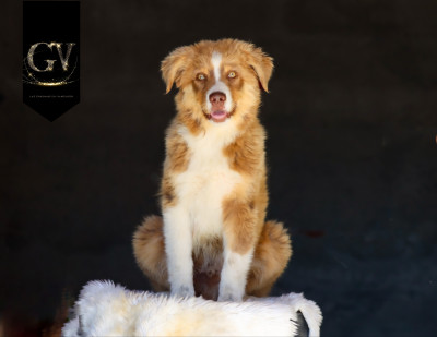 Les chiots de Berger Australien
