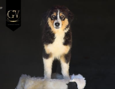 Les chiots de Berger Australien