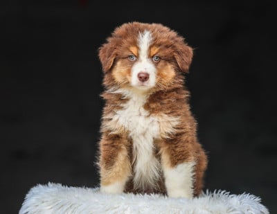 Les chiots de Berger Australien