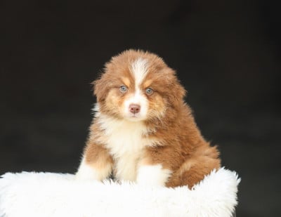 Les chiots de Berger Australien