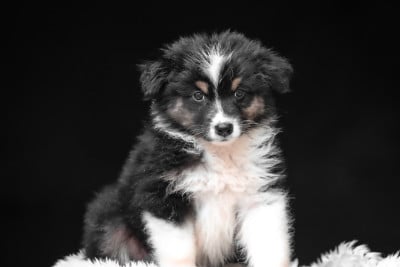 Les chiots de Berger Australien