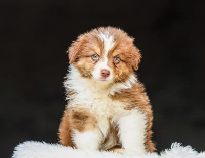Les chiots de Berger Australien