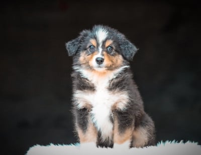 Les chiots de Berger Australien