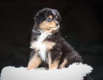 Les chiots de Berger Australien