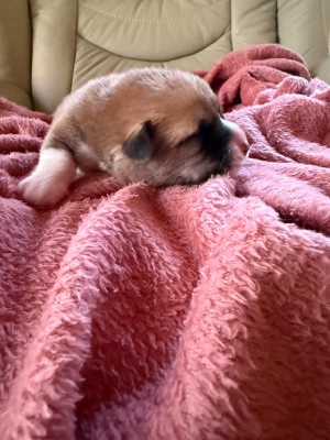 Les chiots de Welsh Corgi Pembroke