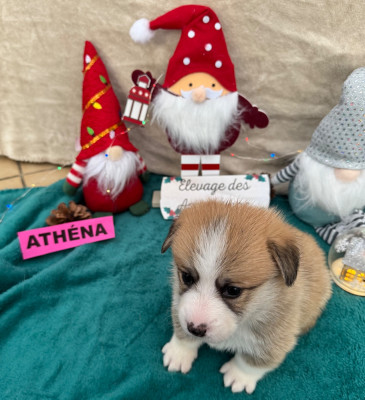 Les chiots de Welsh Corgi Pembroke