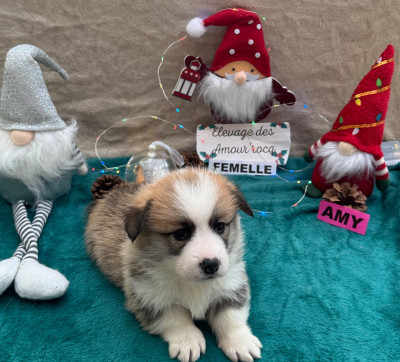 Les chiots de Welsh Corgi Pembroke