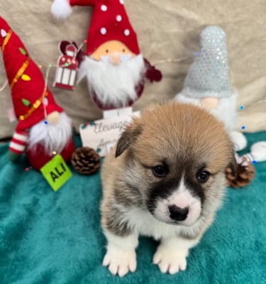 Les chiots de Welsh Corgi Pembroke