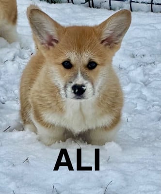 Les chiots de Welsh Corgi Pembroke