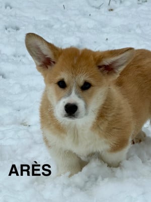 Les chiots de Welsh Corgi Pembroke
