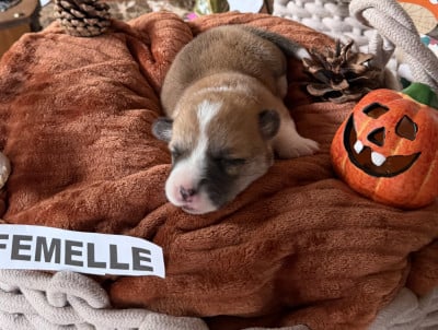 Les chiots de Welsh Corgi Pembroke