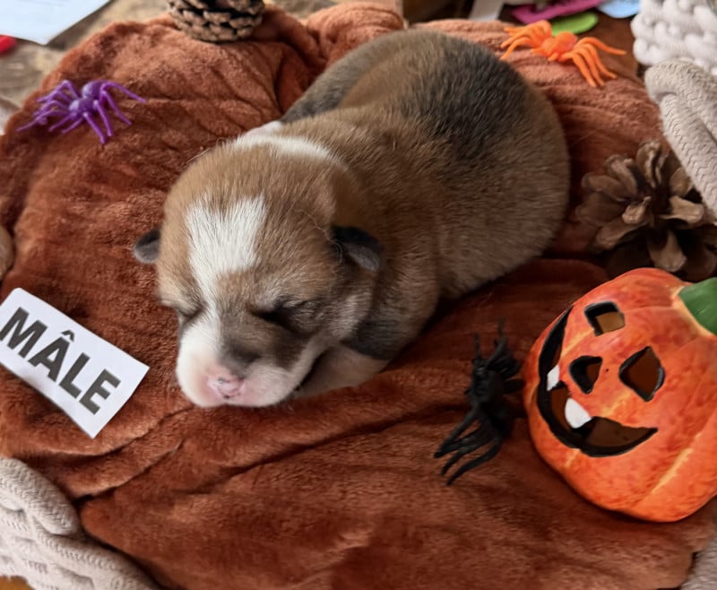 Welsh Corgi Pembroke - des Amour?Rocq