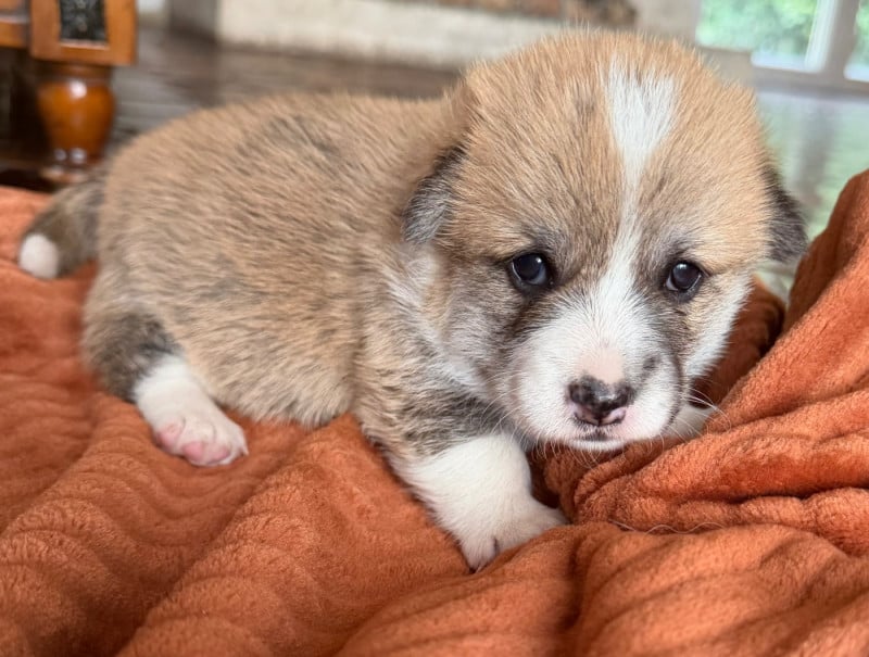 Welsh Corgi Pembroke - des Amour?Rocq