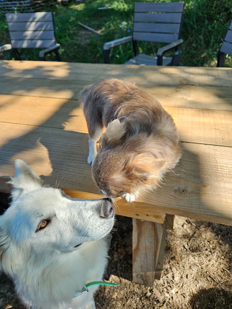 Uchka dit miku (Sans Affixe)