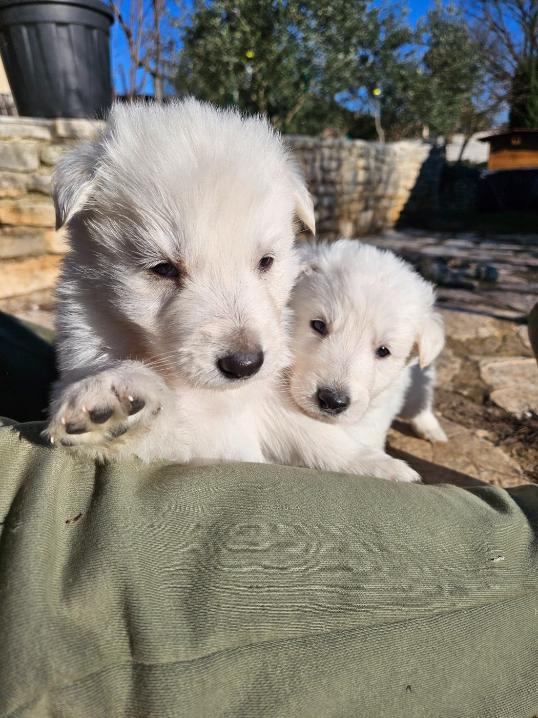 Berger Blanc Suisse - Stella Comae Bérénices