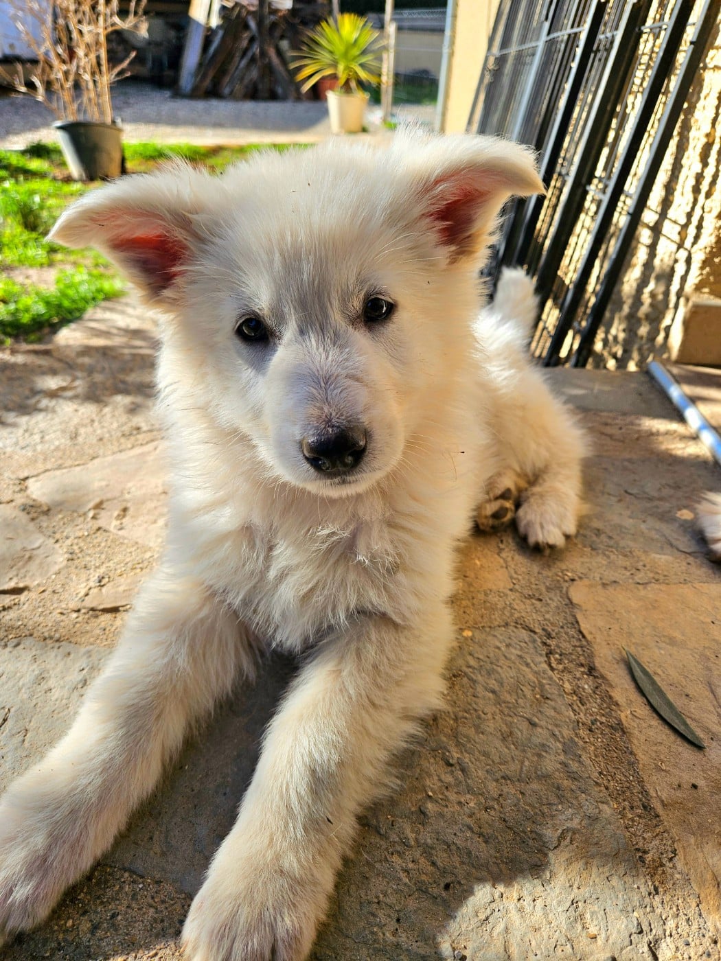 Berger Blanc Suisse - Stella Comae Bérénices