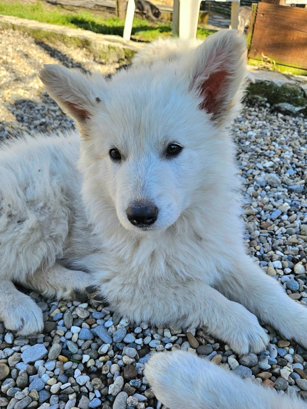 CHIOT 1 - Berger Blanc Suisse