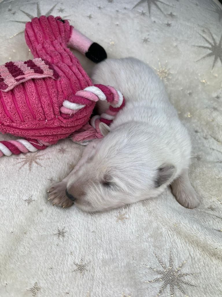 Berger Blanc Suisse - Stella Comae Bérénices