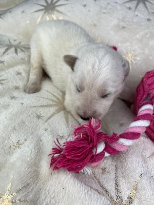Les chiots de Berger Blanc Suisse