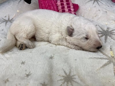 Les chiots de Berger Blanc Suisse
