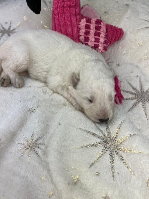 Les chiots de Berger Blanc Suisse