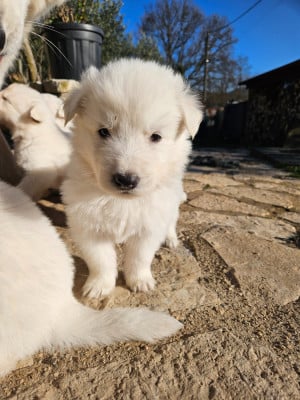 Les chiots de Berger Blanc Suisse