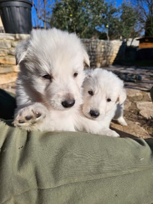 Les chiots de Berger Blanc Suisse
