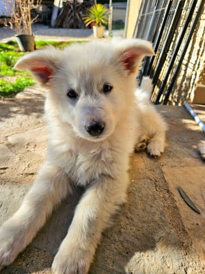 Les chiots de Berger Blanc Suisse