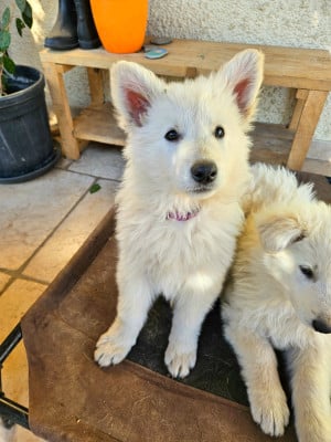 Les chiots de Berger Blanc Suisse