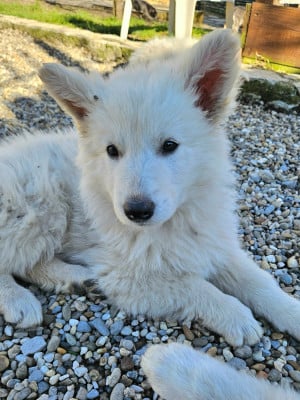 Les chiots de Berger Blanc Suisse