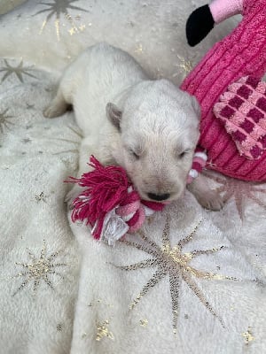 Les chiots de Berger Blanc Suisse