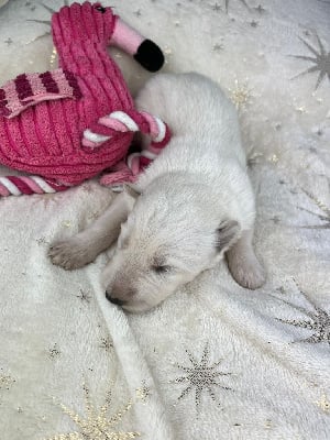 Les chiots de Berger Blanc Suisse