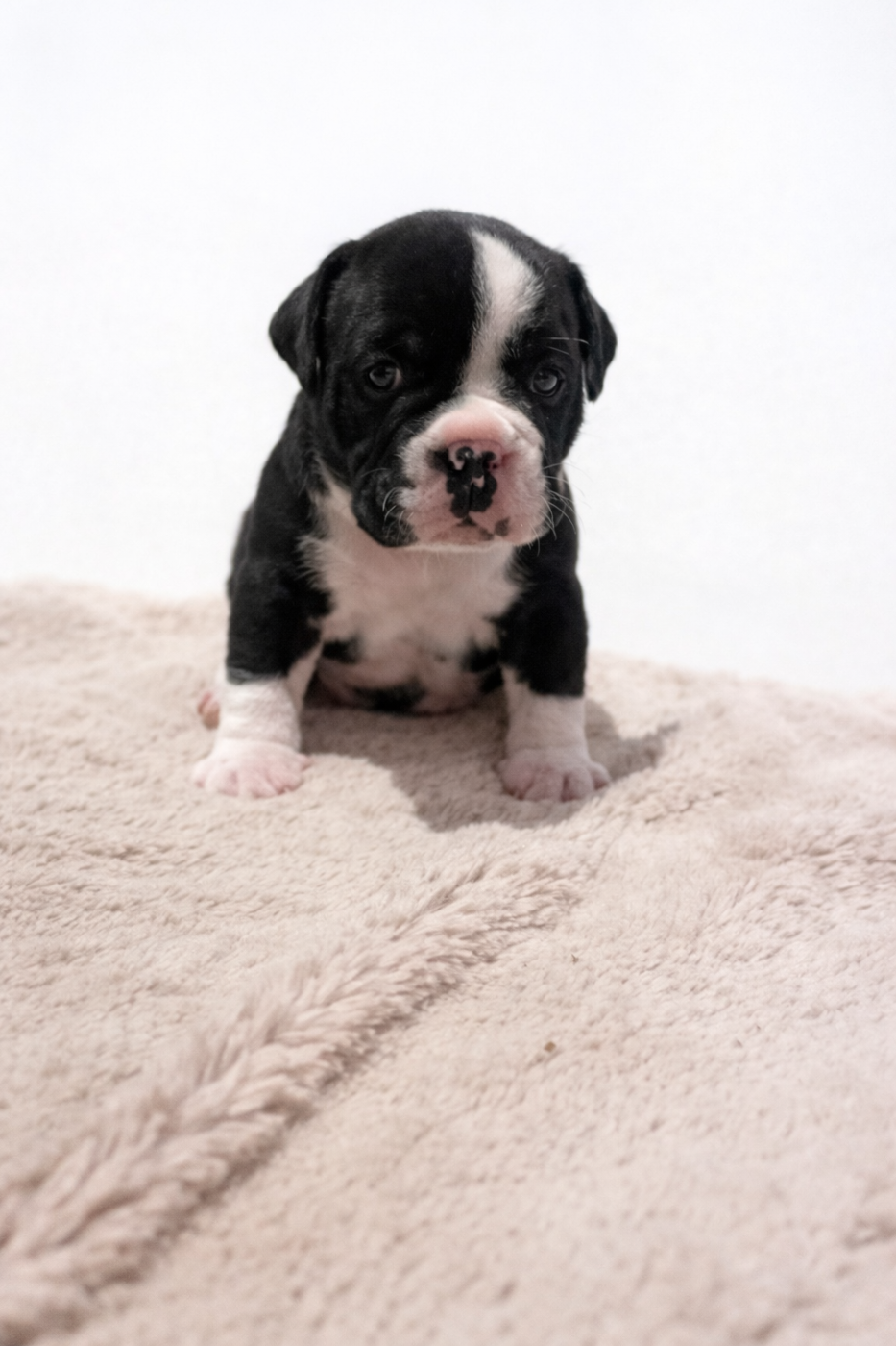 Chiot N°1 - Bulldog continental
