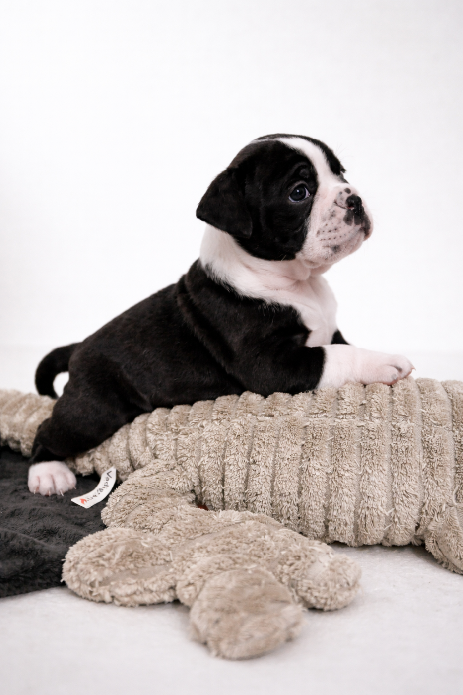 Chiot N°5 - Bulldog continental