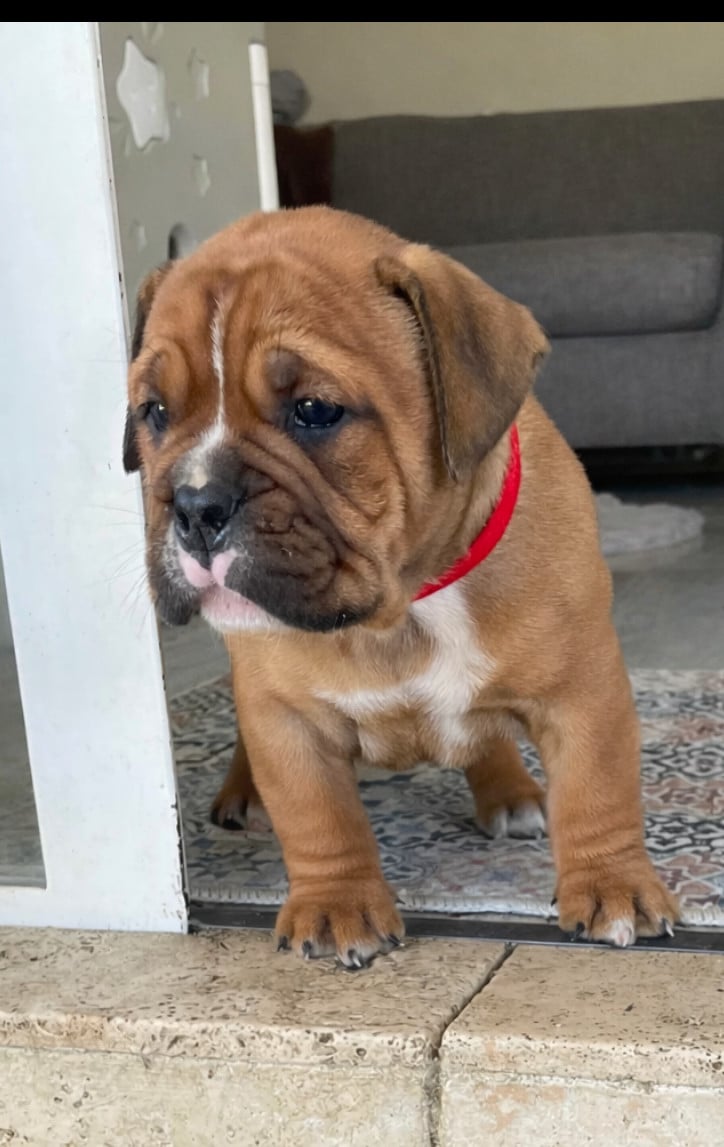 Chiot N°1 - Bulldog continental