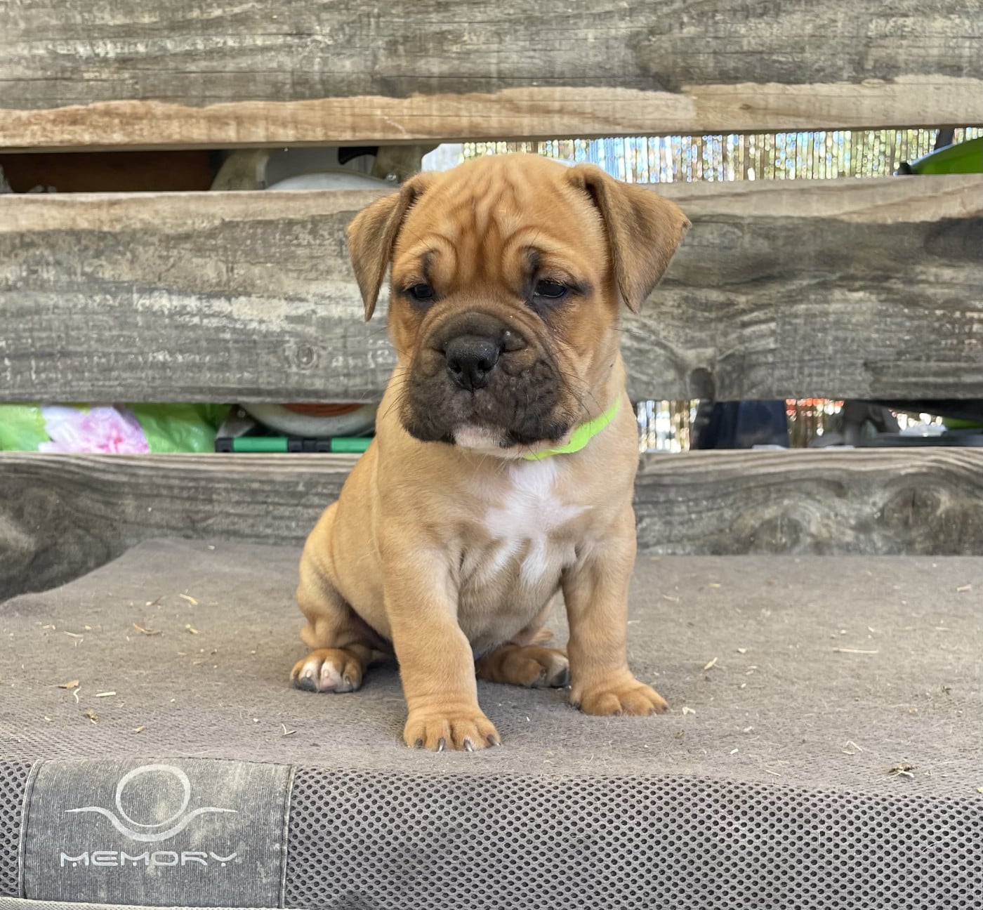 Chiot N°2 - Bulldog continental