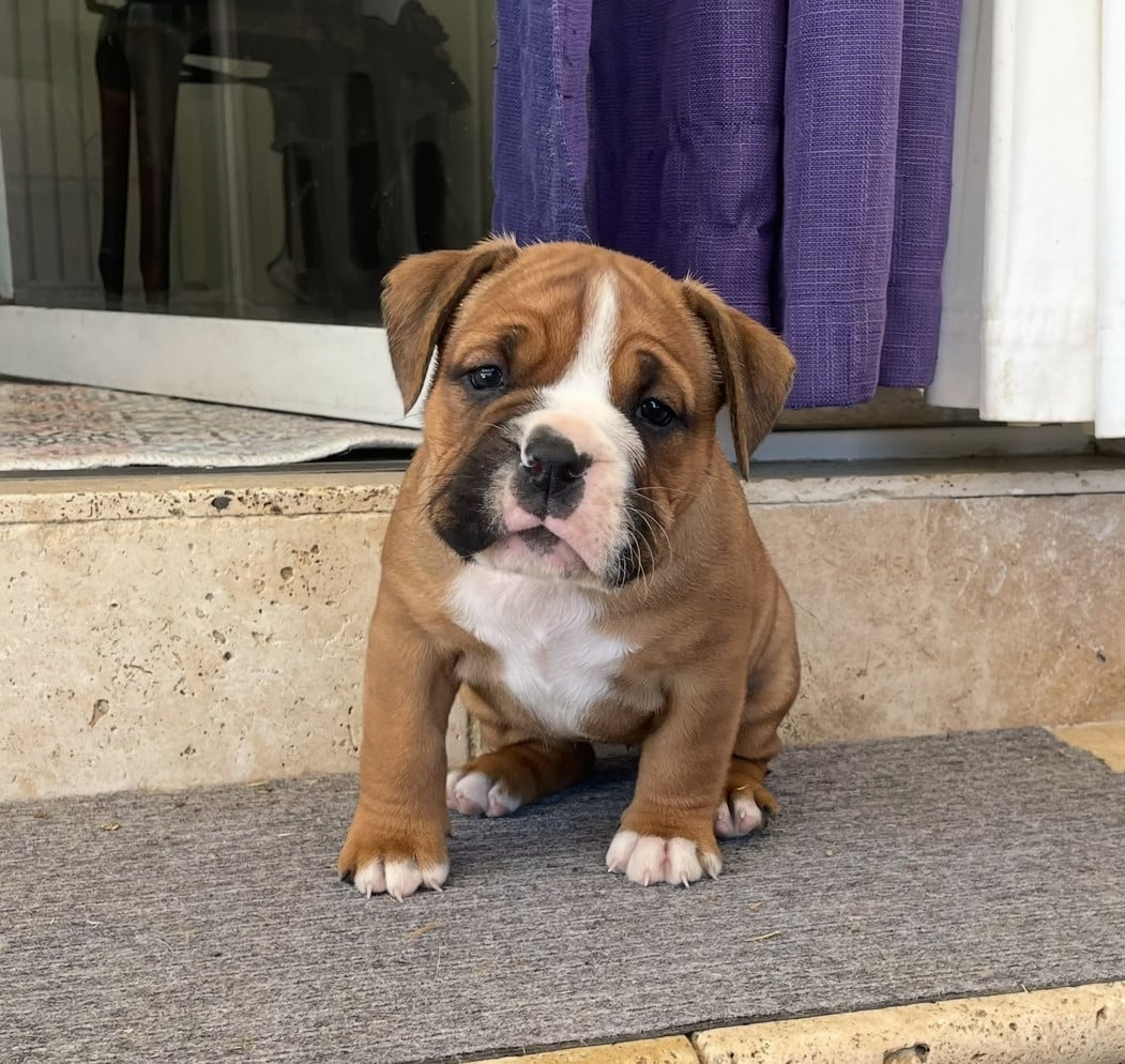 Chiot N°5 - Bulldog continental