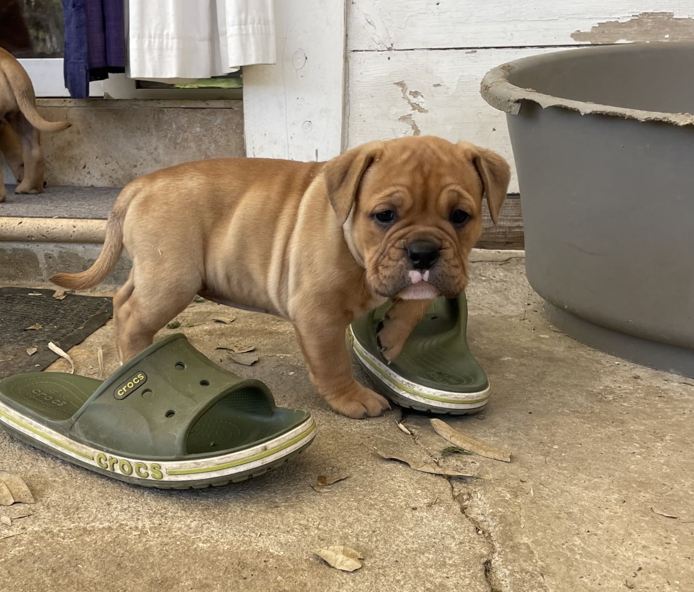 Chiot N°8 - Bulldog continental