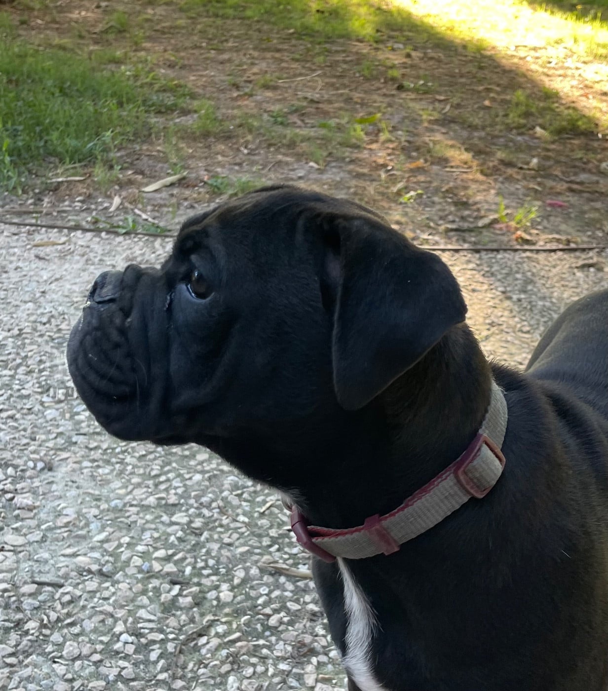 Bulldog continental - des Belles Gargouilles