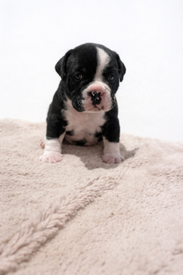 Les chiots de Bulldog continental